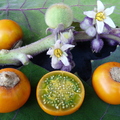 Y34_Naranjilla Fruits Flowers Leafs