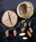 Y35_Paradise Nut Pod Seeds Seedling