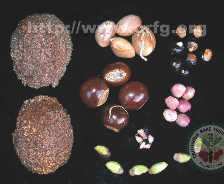 Y50_Seeds Mammee Jackfruit Longan Wax Apple Wampee Lucmo Ketembilla