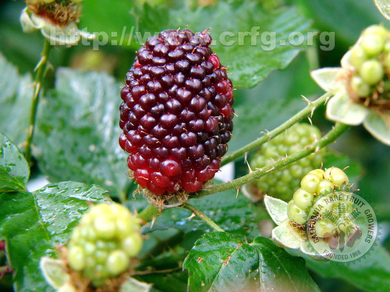 A01_Rubus fruticosus - Rosaceae - Blackberry
Anestor Mezzomo - Florianópolis - SC - Brazil