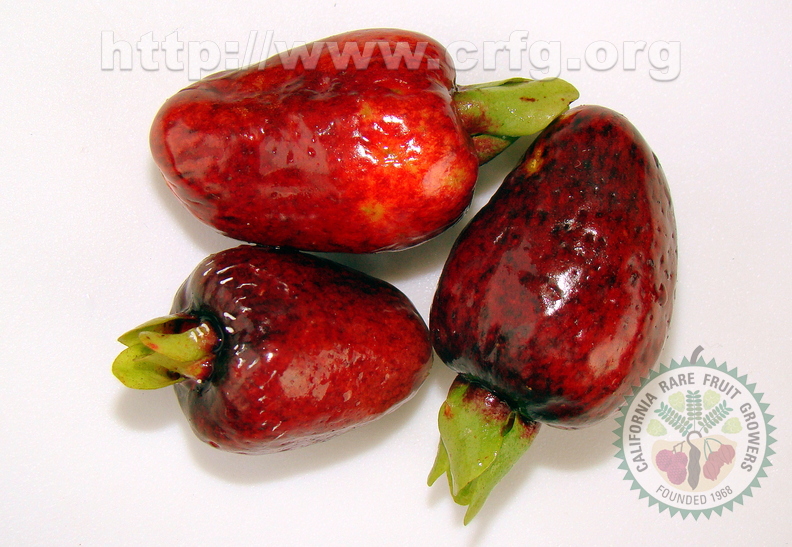 A04_Eugenia aggregata - Cherry of Rio Grande 
Anestor Mezzomo - Florianópolis - SC - Brazil