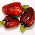 A04_Eugenia aggregata - Cherry of Rio Grande 
Anestor Mezzomo - Florianópolis - SC - Brazil