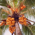 A06_Cocus nucifera - Yellow Coconut 
Anestor Mezzomo - Florianópolis - SC - Brazil