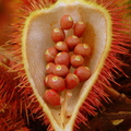 A07_Bixa orellana - Annato fruit 
Anestor Mezzomo - Florianópolis - SC - Brazil