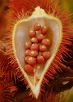 A07_Bixa orellana - Annato fruit 
Anestor Mezzomo - Florianópolis - SC - Brazil