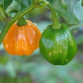 A08_apsicum chinense - Yellow Habanero Pepper 
Anestor Mezzomo - Florianópolis - SC - Brazil