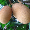 A09_Artocarpus heterophyllus - Jackfruit 
Anestor Mezzomo - Florianópolis - SC - Brazil