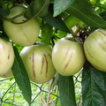 A10_Solanum muricatum - Pepino Dulce 
Anestor Mezzomo - Florianópolis - SC - Brazil