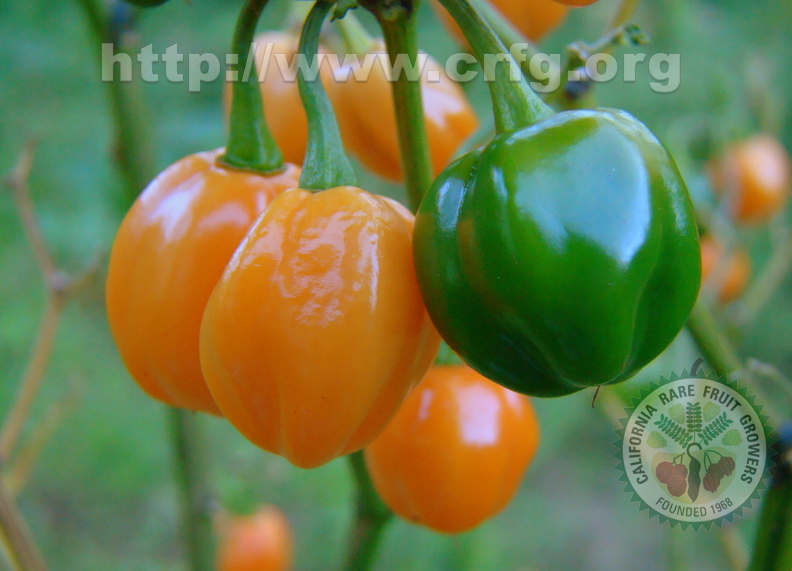 A13_Capsicum chinense - Solanaceae - Habanero Pepper
Anestor Mezzomo - Florianópolis - SC - Brazil