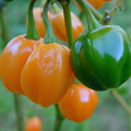 A13_Capsicum chinense - Solanaceae - Habanero Pepper
Anestor Mezzomo - Florianópolis - SC - Brazil