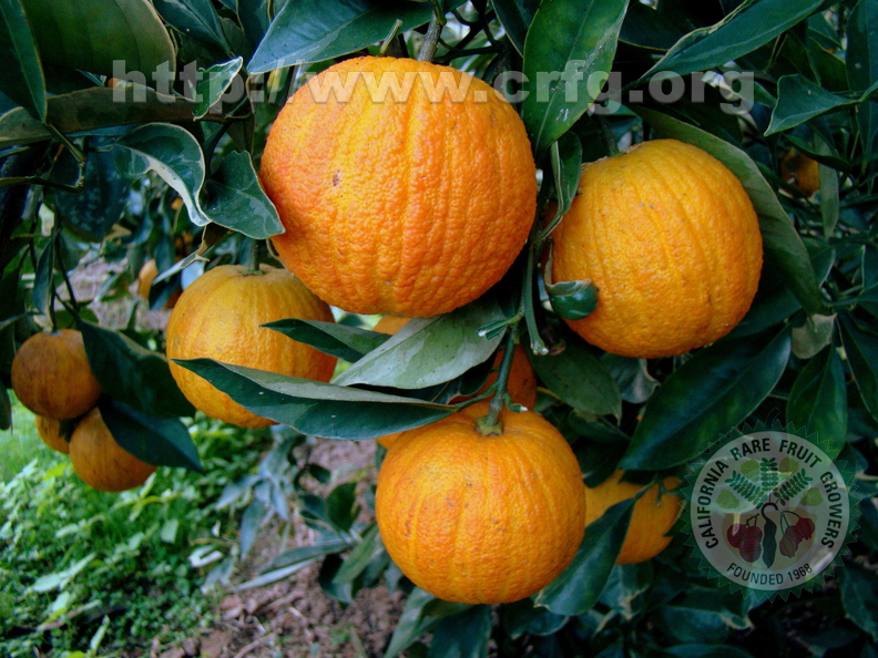 A14_Citrus_sinensis_-_Rutaceae_-_Imperial_Orange.JPG