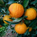 A14_Citrus sinensis - Rutaceae - Imperial Orange
Anestor Mezzomo - Florianópolis - SC - Brazil