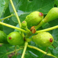 A15_Ficus carica - Moraceae - Fig
Anestor Mezzomo - Florianópolis - SC - Brazil