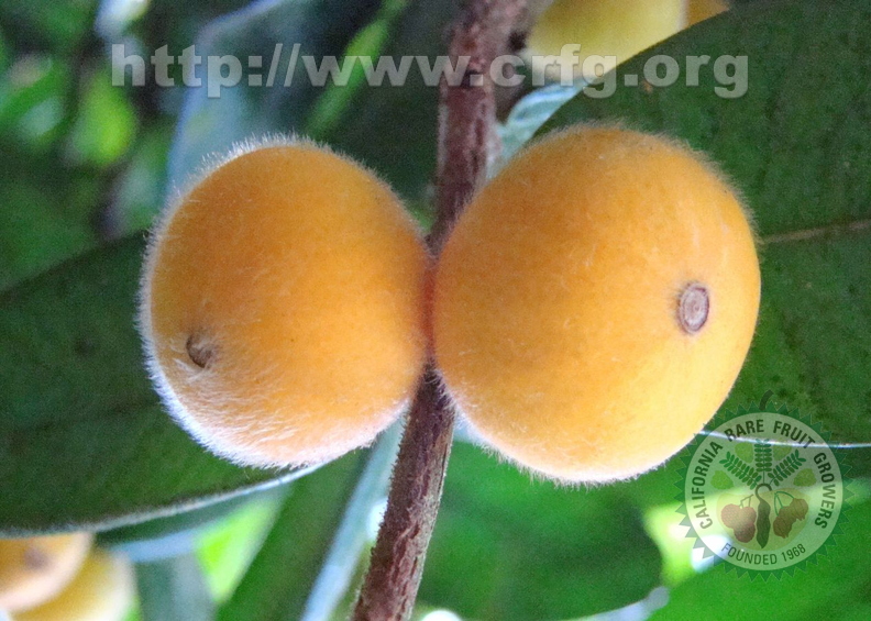 A16_Myrciaria_glazioviana_-_Myrtaceae_-_Cabeludinha_or_Yellow_Jaboticaba.jpg