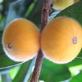 A16_Myrciaria glazioviana - Myrtaceae - Cabeludinha or Yellow Jaboticaba
Anestor Mezzomo - Florianópolis - SC - Brazil