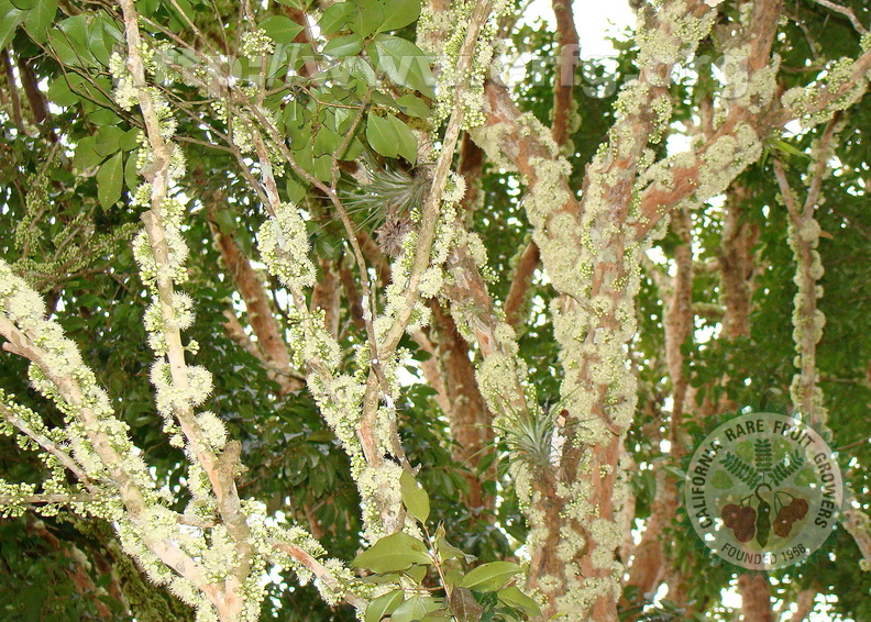 A17_Myrciaria_cauliflora_-_Myrtaceae_-_Jabuticaba_or_Jaboticaba.JPG