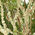 A17_Myrciaria cauliflora - Myrtaceae - Jabuticaba or Jaboticaba
Anestor Mezzomo - Florianópolis - SC - Brazil