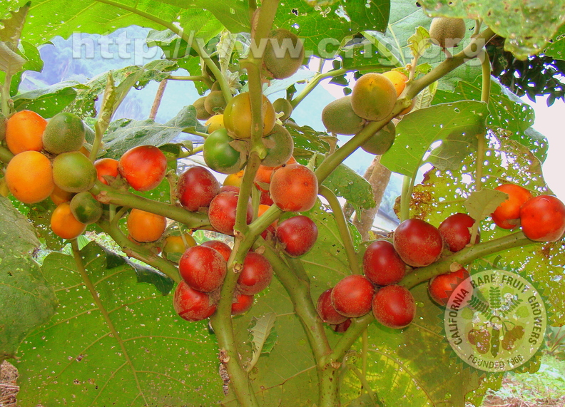 A20_Solanum sessiflorum - Solanacea
Anestor Mezzomo - Florianópolis - SC - Brazil