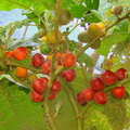 A20_Solanum sessiflorum - Solanacea
Anestor Mezzomo - Florianópolis - SC - Brazil