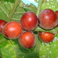 A21_Solanum sessiflorum - Solanacea
Anestor Mezzomo - Florianópolis - SC - Brazil