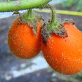 A22_Solanum hirsutissimum or pectinatum - Solanaceae
Anestor Mezzomo - Florianópolis - SC - Brazil
