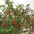 A23_Cyphomandra betacea - Solanaceae - Tamarillo or Tree Tomato
Anestor Mezzomo - Florianópolis - SC - Brazil