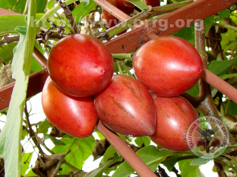 A24_Cyphomandra betacea - Solanaceae - Tamarillo or Tree Tomato
Anestor Mezzomo - Florianópolis - SC - Brazil