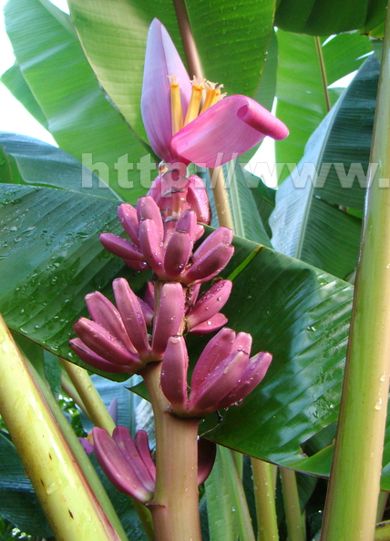 A27_Musa ornata x velutinaMusaceae - Hybrid Pink Banana
Anestor Mezzomo - Florianópolis - SC - Brazil