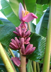 A27_Musa ornata x velutinaMusaceae - Hybrid Pink Banana
Anestor Mezzomo - Florianópolis - SC - Brazil