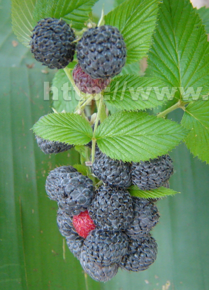 A28_Rubus_albescens_-_Rosaceae_-_Mysore_Raspberry.JPG