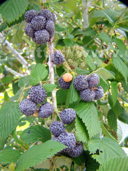 A29_Rubus_albescens_-_Rosaceae_-_Mysore_Raspberry.JPG