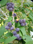 A29_Rubus albescens - Rosaceae - Mysore Raspberry
Anestor Mezzomo - Florianópolis - SC - Brazil