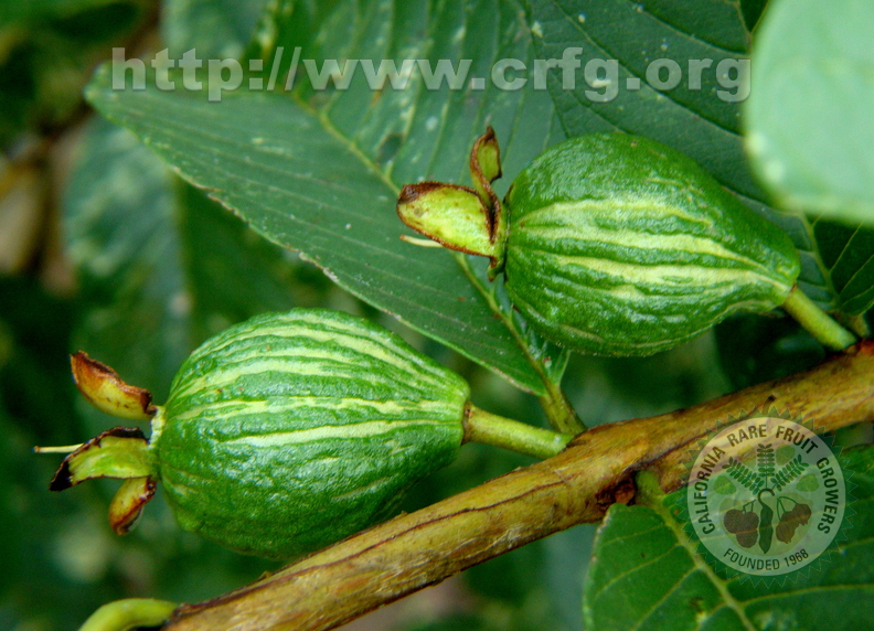 A30_Psidium_guajava_-_Myrtaceae_-_Variegated_Guava.JPG