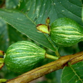 A30_Psidium guajava - Myrtaceae - Variegated Guava
Anestor Mezzomo - Florianópolis - SC - Brazil
