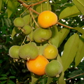 A32_Eugenia uvalha - Myrtaceae - Uvaia or Uvalha
Anestor Mezzomo - Florianópolis - SC - Brazil