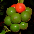 A33_Solanum sp - Solanaceae - Baquicha
Anestor Mezzomo - Florianópolis - SC - Brazil