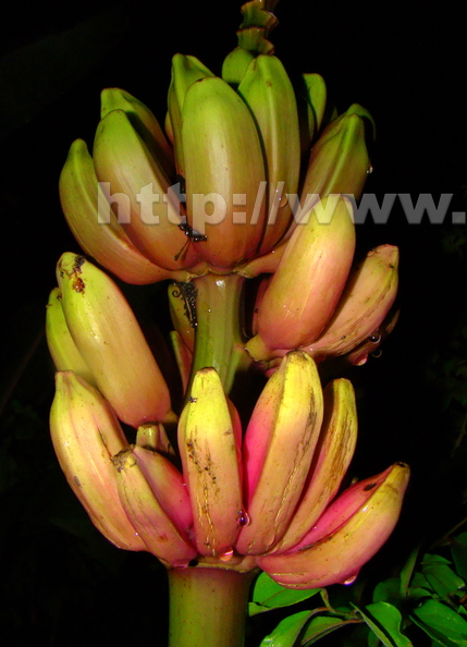 A34_usa_ornata_x_velutina_-_Musaceae_-_Hybrid_Banana_Pink.JPG