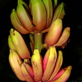 A34_usa ornata x velutina - Musaceae - Hybrid Banana Pink
Anestor Mezzomo - Florianópolis - SC - Brazil