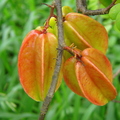 A35_Averrhoa carambola - Oxalidaceae - Red Carambola 
Anestor Mezzomo - Florianópolis - SC - Brazil