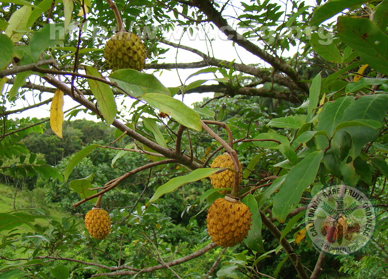 A36_Rollinia sericea - Annonaceae - Corticinha 
Anestor Mezzomo - Florianópolis - SC - Brazil