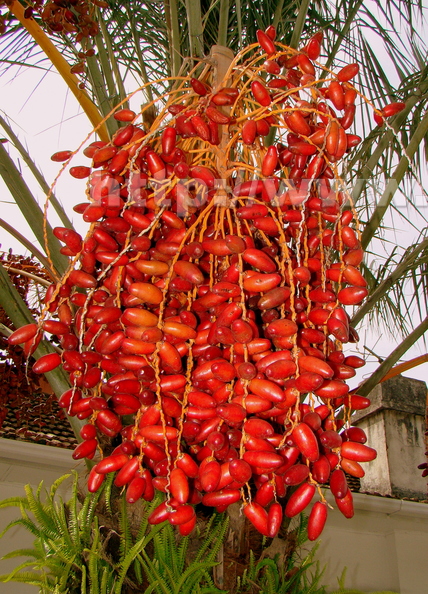 A37_Phoenix dactylifera - Arecaceae Palamae - Date Palm 
Anestor Mezzomo - Florianópolis - SC - Brazil