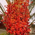 A37_Phoenix dactylifera - Arecaceae Palamae - Date Palm 
Anestor Mezzomo - Florianópolis - SC - Brazil
