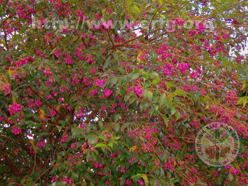 A38_Syzygium paniculatum - Myrtaceae - Australian Brush Cherry 
Anestor Mezzomo - Florianópolis - SC - Brazil