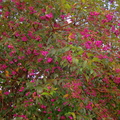 A38_Syzygium paniculatum - Myrtaceae - Australian Brush Cherry 
Anestor Mezzomo - Florianópolis - SC - Brazil
