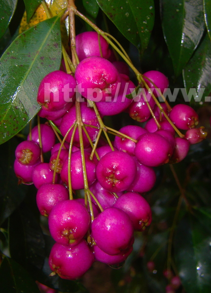 A39_Syzygium_paniculatum_-_Myrtaceae_-_Australian_Brush_Cherry.JPG