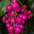 A39_Syzygium paniculatum - Myrtaceae - Australian Brush Cherry 
Anestor Mezzomo - Florianópolis - SC - Brazil