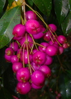 A39_Syzygium paniculatum - Myrtaceae - Australian Brush Cherry 
Anestor Mezzomo - Florianópolis - SC - Brazil