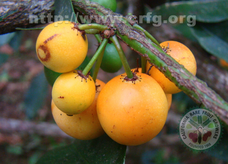 A41_Garcinia intermedia - Clusiaceae - Lemon Drop Mangosteen 
Anestor Mezzomo - Florianópolis - SC - Brazil