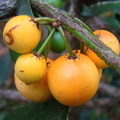 A41_Garcinia intermedia - Clusiaceae - Lemon Drop Mangosteen 
Anestor Mezzomo - Florianópolis - SC - Brazil