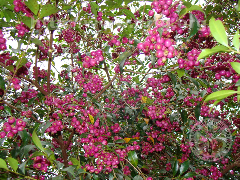 A42_Syzygium paniculatum - Myrtaceae - Brush Cherry 
Anestor Mezzomo - Florianópolis - SC - Brazil